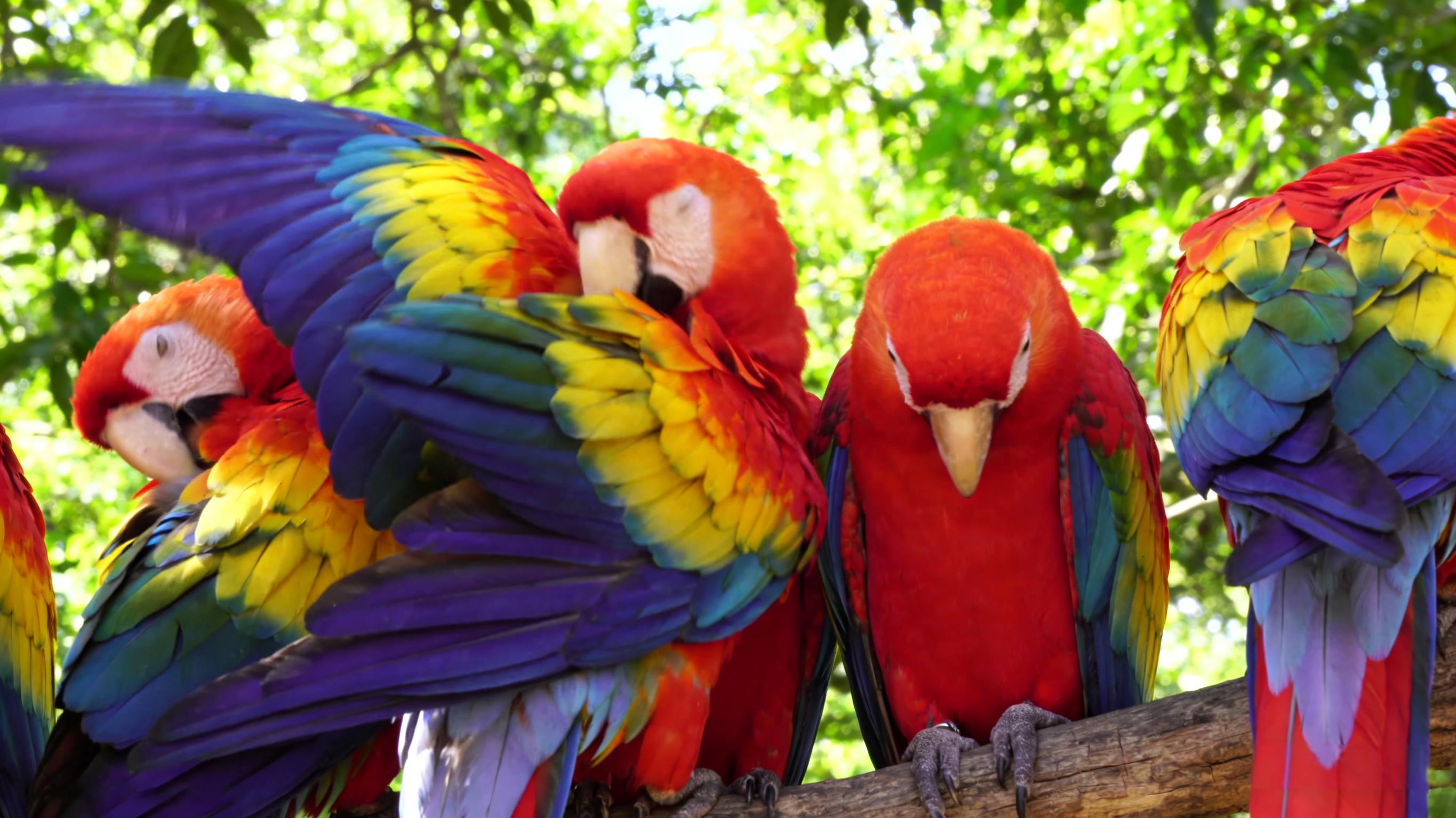 亚马逊雨林中5种色彩最鲜艳的热带鸟类的综述